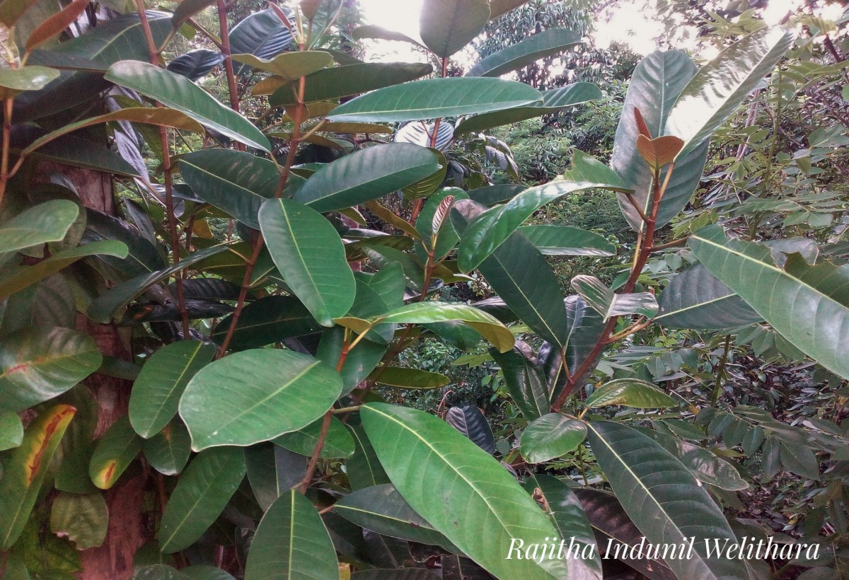 Ficus callosa Willd.